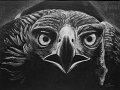 Aigle royale - Dessin plastel blanc sur fond noir