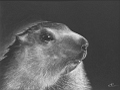 Une marmotte dans le parc de la Vanoise - Dessin plastel blanc sur fond noir